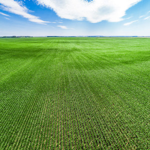 World-record-field---170613